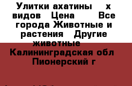 Улитки ахатины  2-х видов › Цена ­ 0 - Все города Животные и растения » Другие животные   . Калининградская обл.,Пионерский г.